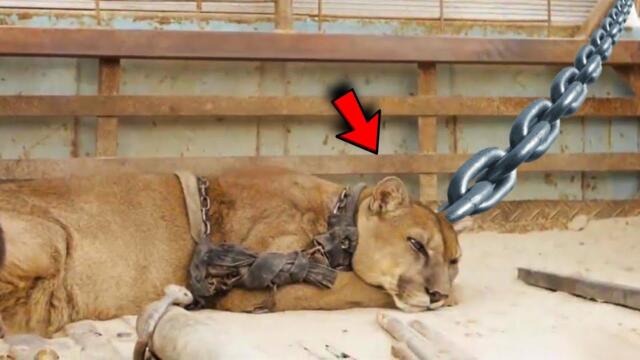 A cougar was chained for 20 years - her reaction after being released will make you cry!