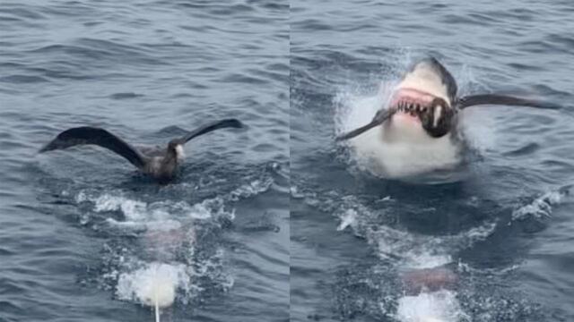 Savage Shark Snatches Bird From Water Surface