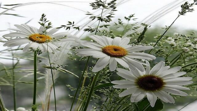 🌼 Маргаритки - любимите цветя на Бог! ... (Music by Sergey Grischuk)🌼