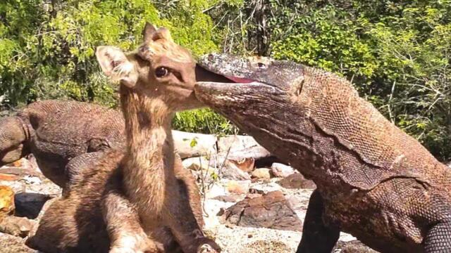 15 Brutal Moments When Komodo Dragons Hunt in The Wild