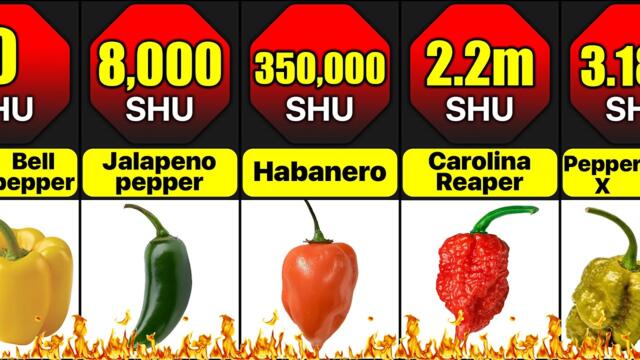 Hottest Peppers In The World | Comparison: What Are The Spiciest Peppers In The World?