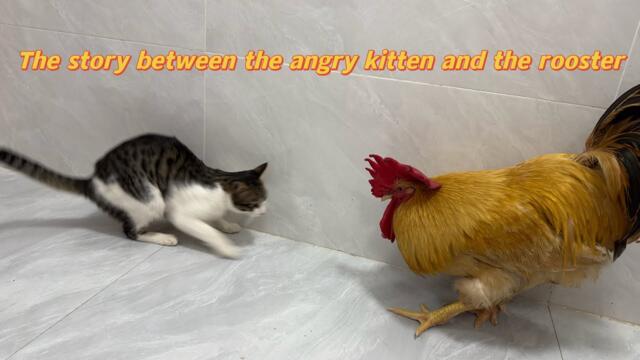 The kitten is very angry 💢❗️He doesn't want to befriend the rooster. cute funny animal videos😿🐔