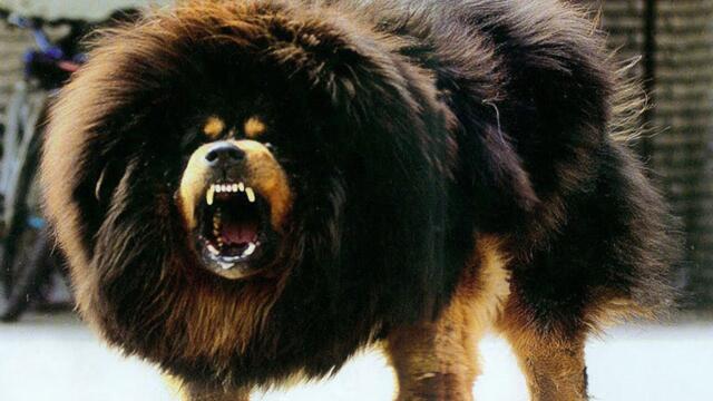 Царь Всех Собак - Тибетский Мастиф! Самая Дорогая Собака в Мире!