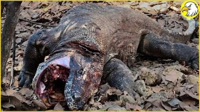30 Tragic Komodo Dragon Pays Dearly When It Tries To Swallow Wild Boar And What Happens Next?