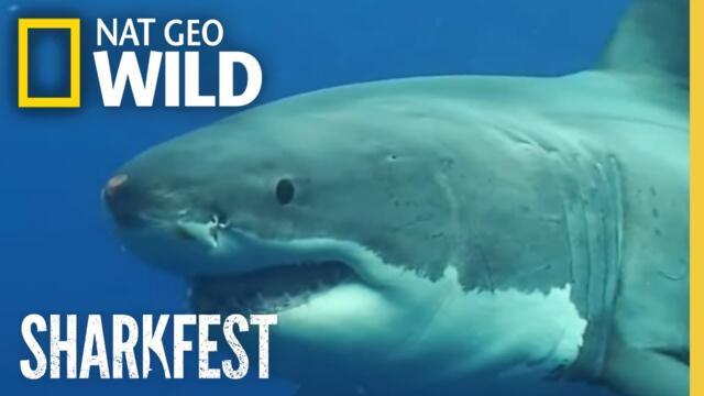 Caged by a Shark | SharkFest Premiere: Great White Sharks | National Geographic WILD