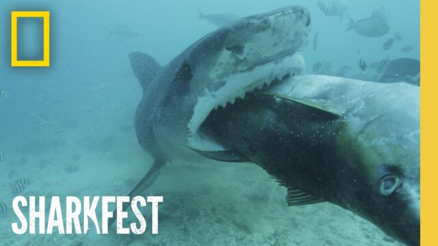 🔴 LIVE: SHARKFEST IS BACK | 24/7 Shark Content Now Streaming | National Geographic
