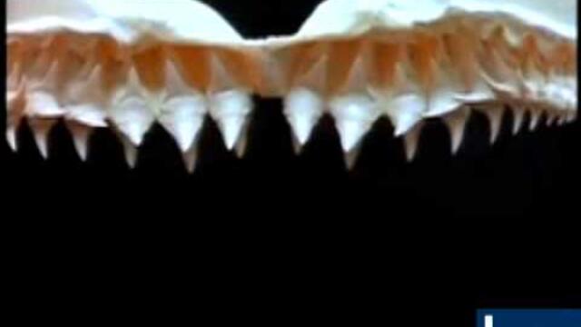 The Ultimate Guide to Sharks Shark Teeth