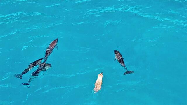 Swimming dog makes friends with wild dolphins in The Bahamas (unbelievably true story).