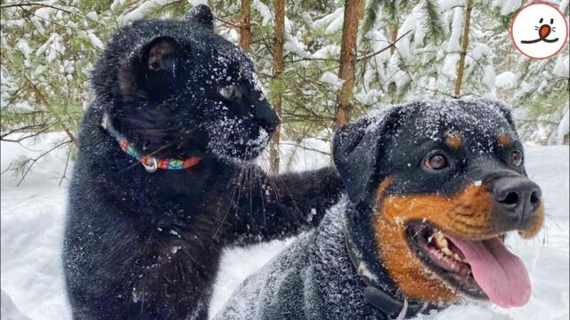 Black Panther Raised By A Lady Made Friendship With A Rottweiler｜PECO