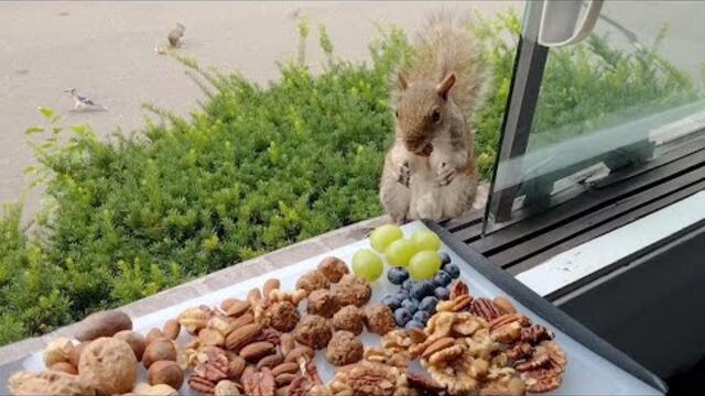 Squirrels' reactions to charcuterie board