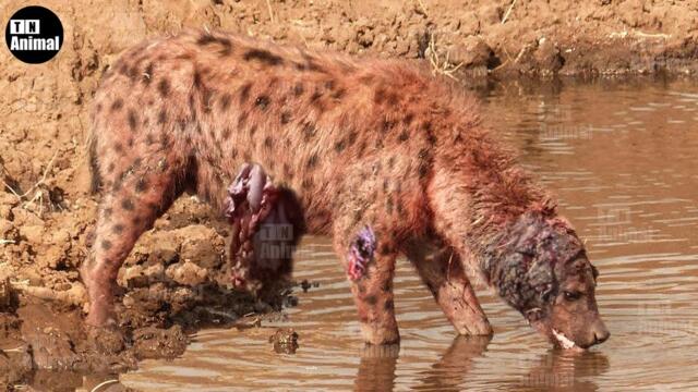 30 Crazy Moments Hyenas Injured By Lions, Wild Dogs How a Hyena Chased Lions to Escape? Animal Fight