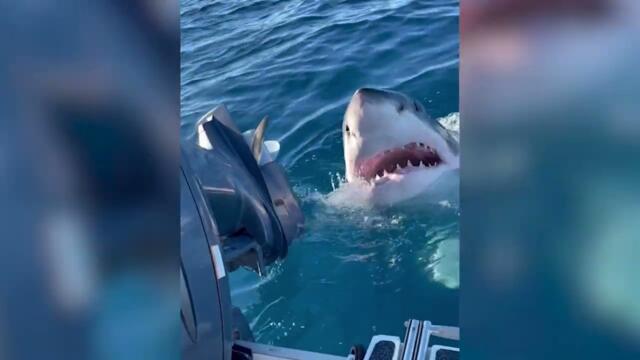 The Worst SHARK ATTACKS Caught On Camera!
