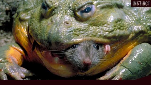 Giant Frog Monster eats mice, rats, anyone! African bullfrog in action!