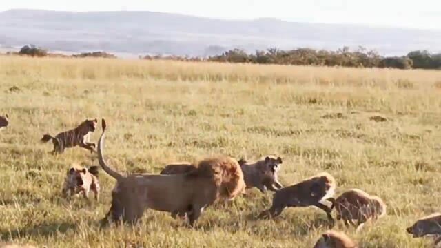 Male lion attacks over 20 hyenas
