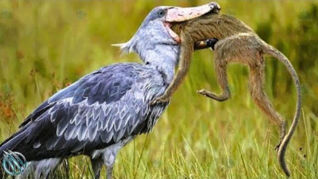 SHOEBILL STORK ─ The Jurassic Master Hunter of The Wetlands! Shoebill vs Lungfish