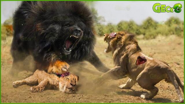 30 Dogs That Are Nightmares To Wild Animals | Animal Fight