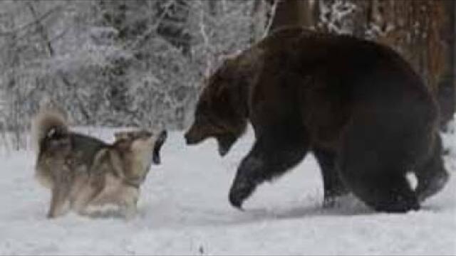 Волк против медведя. Документальный фильм HD (2018)