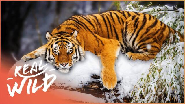 Are Wild Siberian Tigers On The Brink Of Extinction? | China Wild | Real Wild