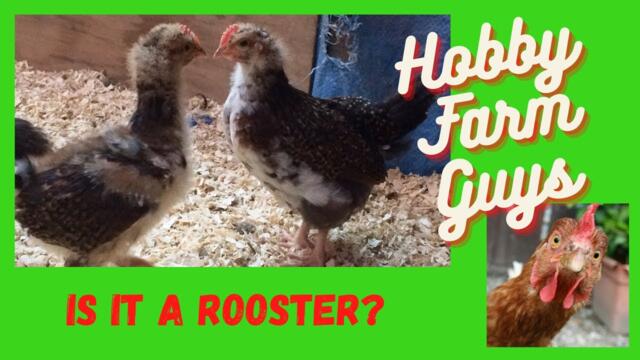Is It A Rooster? How To Tell If A Young Chicken Is Male or Female