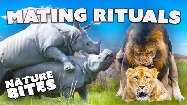 Love in the Wild: Animal Mating Rituals | Nature Bites
