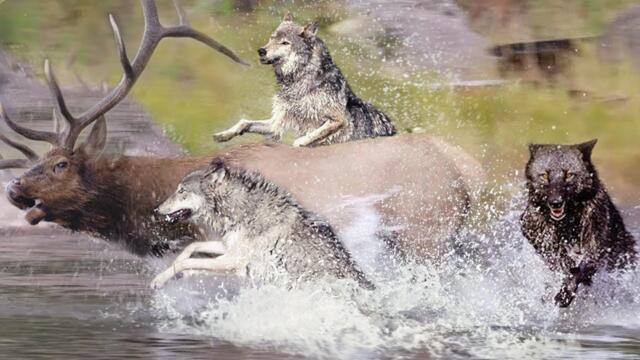 Эти Волки ИЗМЕНИЛИ течение РЕК! Невероятный эксперимент по возвращению хищников!