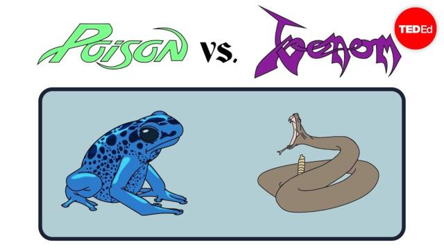 Poison vs. venom: What's the difference? - Rose Eveleth