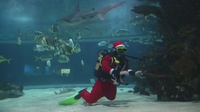 Дядо Коледа украси елха в огромен аквариум с акули в Будапеща (ВИДЕО)