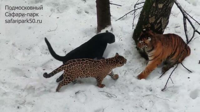 Яркие, экзотические кошки играют вместе: тигр, лев, чёрный ягуар, пятнистый ягуар