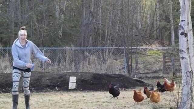 Flock of chickens chase woman begging for treats