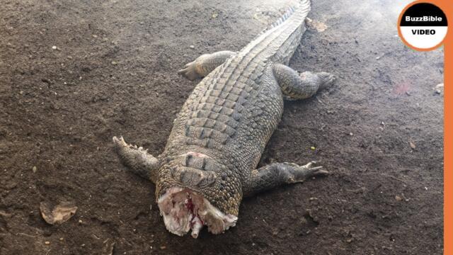 That's How a Croc's Life Ends When it Messes With Hippos