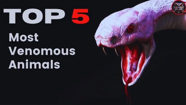 Top 5 Most Venomous Animals in the World