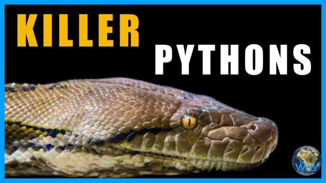 Pythons that Eat People