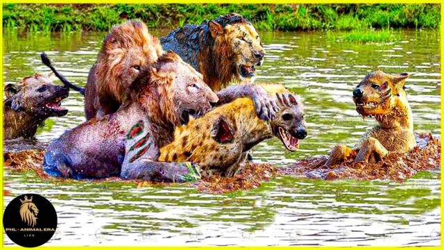 Lion And Hyena Also Hunt The Same Prey, Who Will Be The Winner | Animal Attack