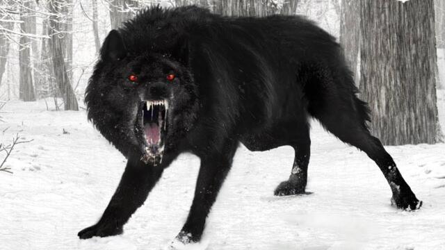 Scary Wolves You Won't Believe Exist
