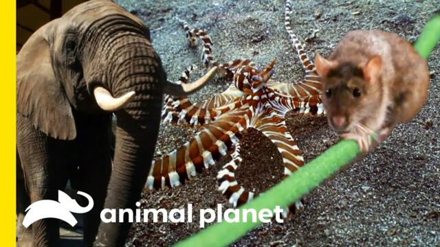 The Most Incredible Animal Facts! | How Do Animals Do That? | Compilation
