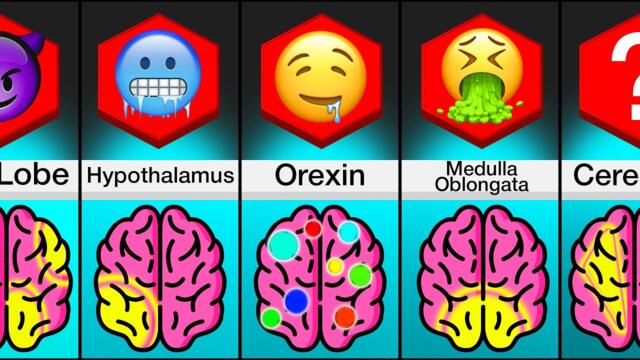 Comparison: Areas Of The Brain And What They Do
