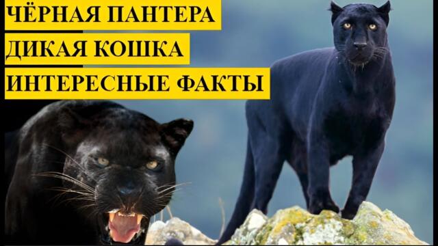 Чёрная ПАНТЕРА Дикая Кошка  Интересные ФАКТЫ