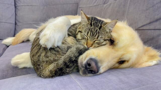 Amazing Love Between Golden Retriever and Cute Cat!!