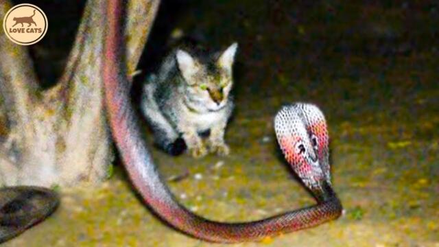 20 Times When Snakes Messed With The Wrong Cat and What Happens Next?
