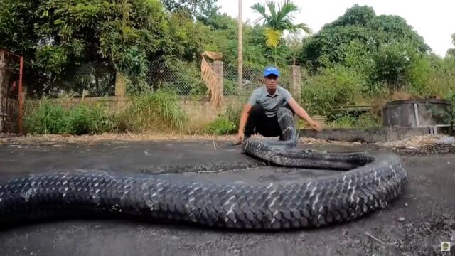 The Largest and Most Venomous King Cobra in the World