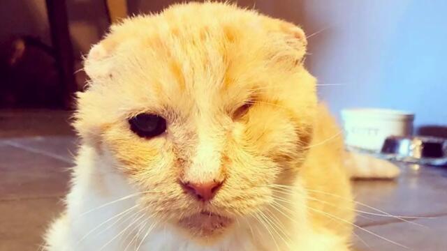 Woman responds to husband bringing home neglected one-eyed cat