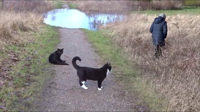 The cats and 'Granny' get their daily exercise on a tour to the bench