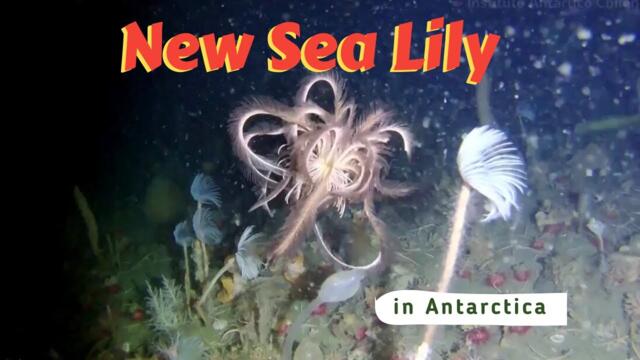New Sea Lily Species Discovered in Antarctica! (Relatives of Feather Stars?)