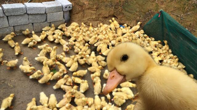 Baby ducks take their first bath in water - raising ducks for beginners.