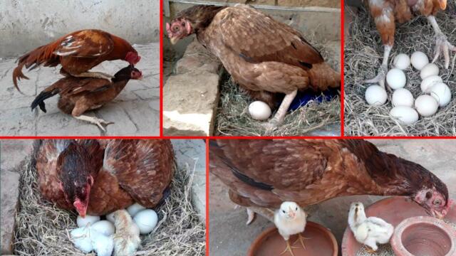 The hen laid ten eggs || After twenty days three beautiful chicks hatched || hen hatching eggs