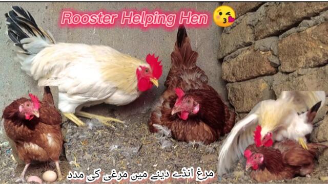 Hen Laying Egg|Rooster Help Hen To Laid Egg|Rooster Mating With Hen