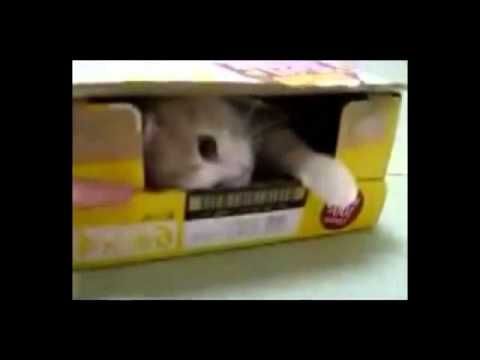 Funny Cat Compilation Video 2013