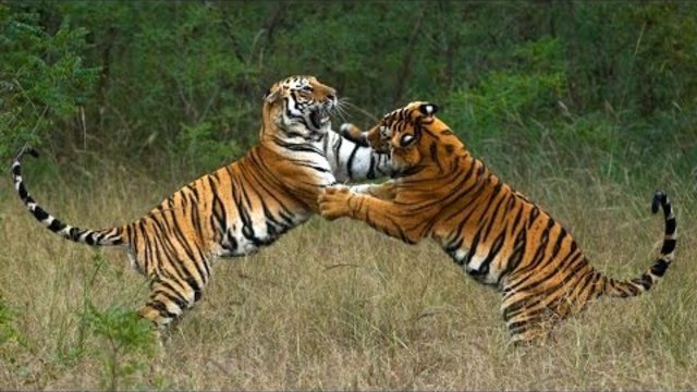 National Geographic Live! - Steve Winter &amp; Alan Rabinowitz: Tigers Forever