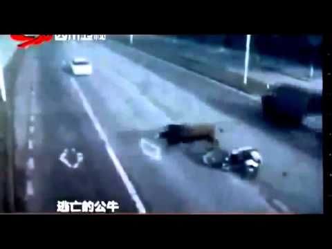 Разгневен бик избяга от кланица, уби мотоциклетист на магистрала (видео)