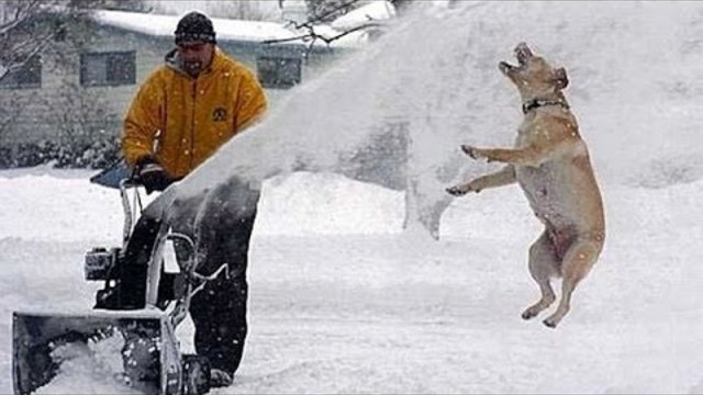 Смешни кучета и котки, които играят в снега